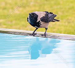 Crow drinking water