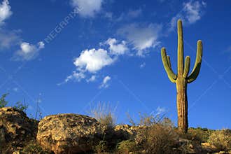 Saguaro Cactus