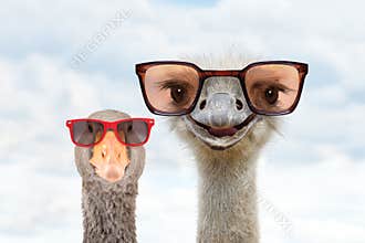 Portrait of an funny ostrich and a goose in sunglasses