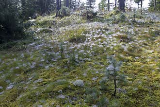 Lots of spider webs on the moss and grass of a clearing in a pine forest