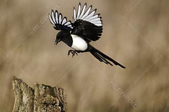 Magpie, Pica pica