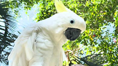 Cockatoo in Tropical Setting