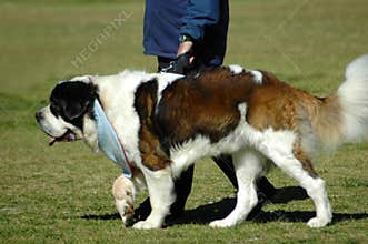 Saint Bernard