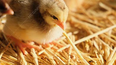 close up fluffy baby day old chick poultry picking the straw bedding sunshine healthy meat production