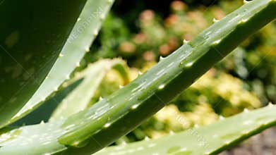 Close Up of Vibrant Green Aloe Vera Plant with Sharp Thorns and Blurred Garden Background in Cinematic Garden Style