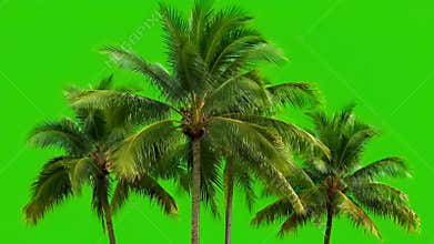 Swaying Palm Trees on Green Screen for Tropical Ads, Travel Promos and Summer Visual Scenes