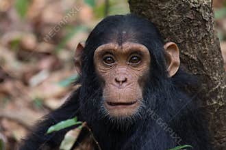 Chimpanzee infant