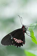 Beautiful butterfly