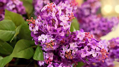 Blooming violets for candied flower treats at Demel Vienna 20 January 2025