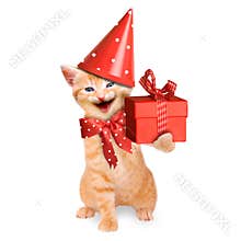Smiling cat / kitten, happy birthday isolated