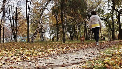 Girl walk about with beagle puppy in autumnal park