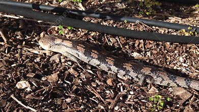 Adult blue tongue lizard