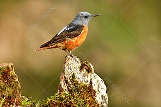 red rock thrush on the rocks in spring
