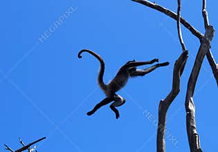 Monkey leap