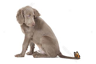 Weimaraner puppy with butterfly