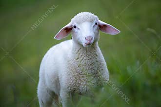 Sheep