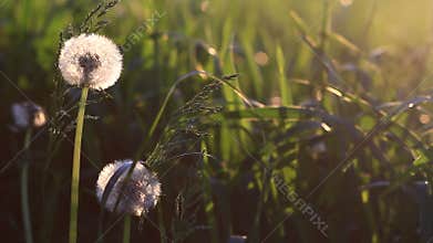 Green grass and dandelion blowing by the wind