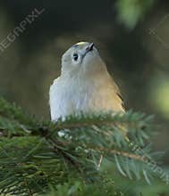 Goldcrest (Regulus regulus) perched on branch