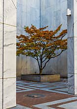 Siebold maple tree (Acer sieboldianum) planted in an urban setting in downtown Atlanta