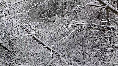 Snow-Covered Tree Branches in a Quiet Winter Forest