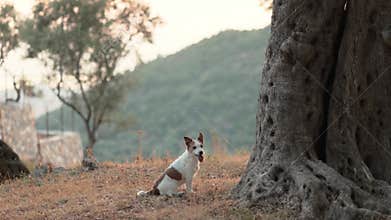 Jack Russell Terrier in sunny forest clearing