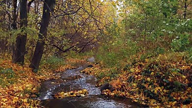 Forest creek or small river stream in autumn park