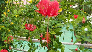 hanging red hibiscus schizopetalus petal flower plant.