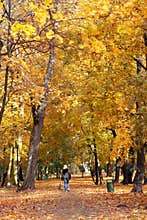 Dog walking in fall park