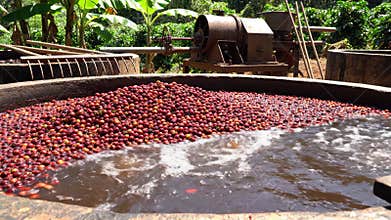 Harvesting coffee cherries and their journey through water washing in a lush tropical farm Generative AI