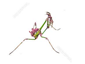 Mantis insect with courtship coloration