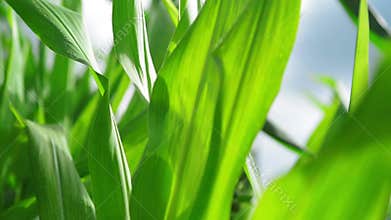 Green Corn Maize Plants in cultivated agricultural field ready for ensilage
