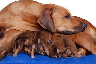 Dog with puppies