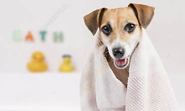 Cute clean dog