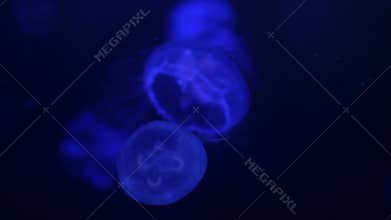Moon Jellyfish Swimming