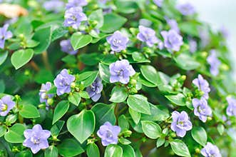 German Violet or Persian Violet or Exacum Princess or Exacum affine Balf f ex Regel or GENTIANACEAE or Persian Gentian or purple