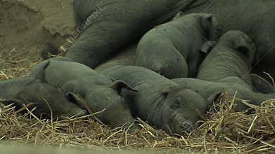 Small black pigs nursing