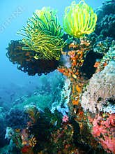 Tropical coral reef