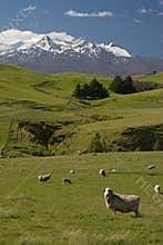 New Zealand sheep farm