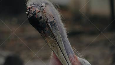 Marabou Stork Preening: A Close-Up Look at Feather Care
