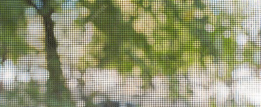 Looking Out Through Screen at Trees Outside