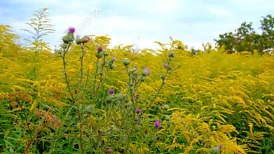 Milk thistle growing in a field. Selective focus.