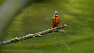 Kingfisher