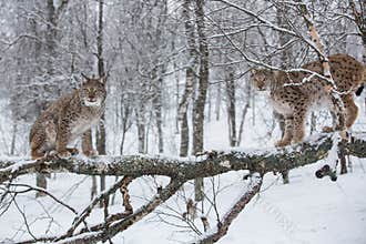 Lynx in scandinavia