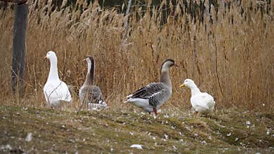 The concept of breeding geese. A group of waterfowl farm birds stand on the lake shore against the background of dried grass in
