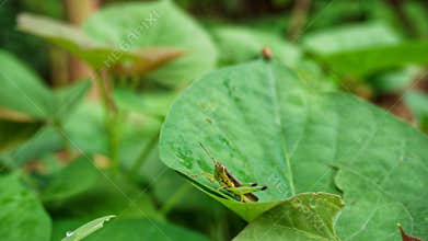 a grasshopper perched on a green leaf with a beetle behind it