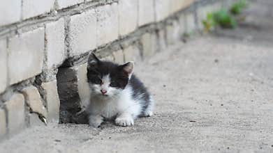 Stray kittens hiding in their shelter
