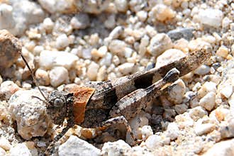 Gray camouflaged grasshopper on rocky terrain, Calliptamus italicus