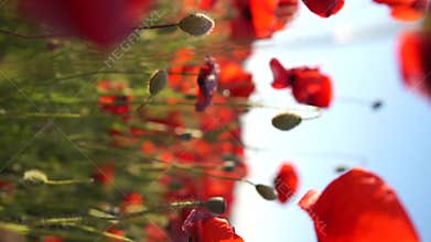 A field of red poppies is in full bloom. The flowers are scattered throughout the field, creating a beautiful and vibrant scene