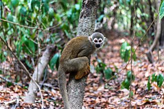 Guianan squirrel monkey, Saimiri sciureus at the sloth path on the Jari Canal at Alter do Chao, Santarem, Para, Brazil