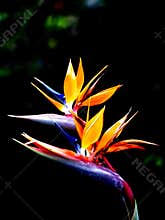 Queen's bird-of-paradise